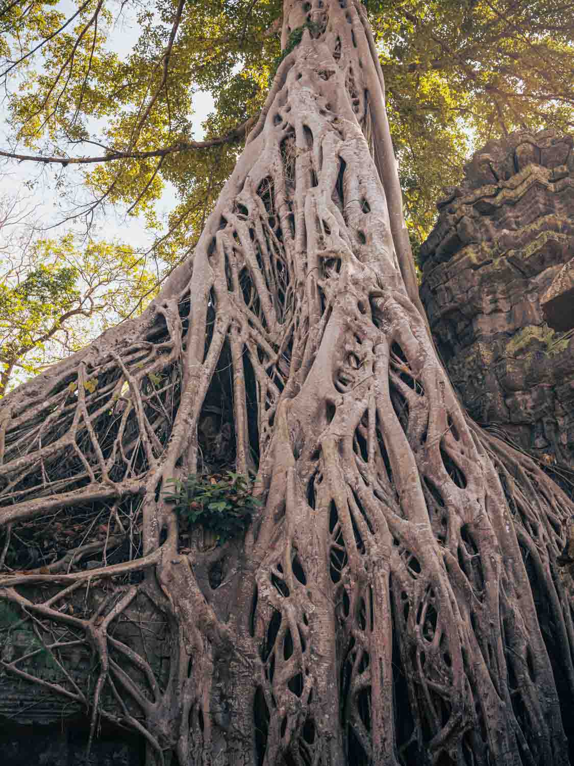 Discover Authentic Cambodia Multi-Day Tour Angkor Tree