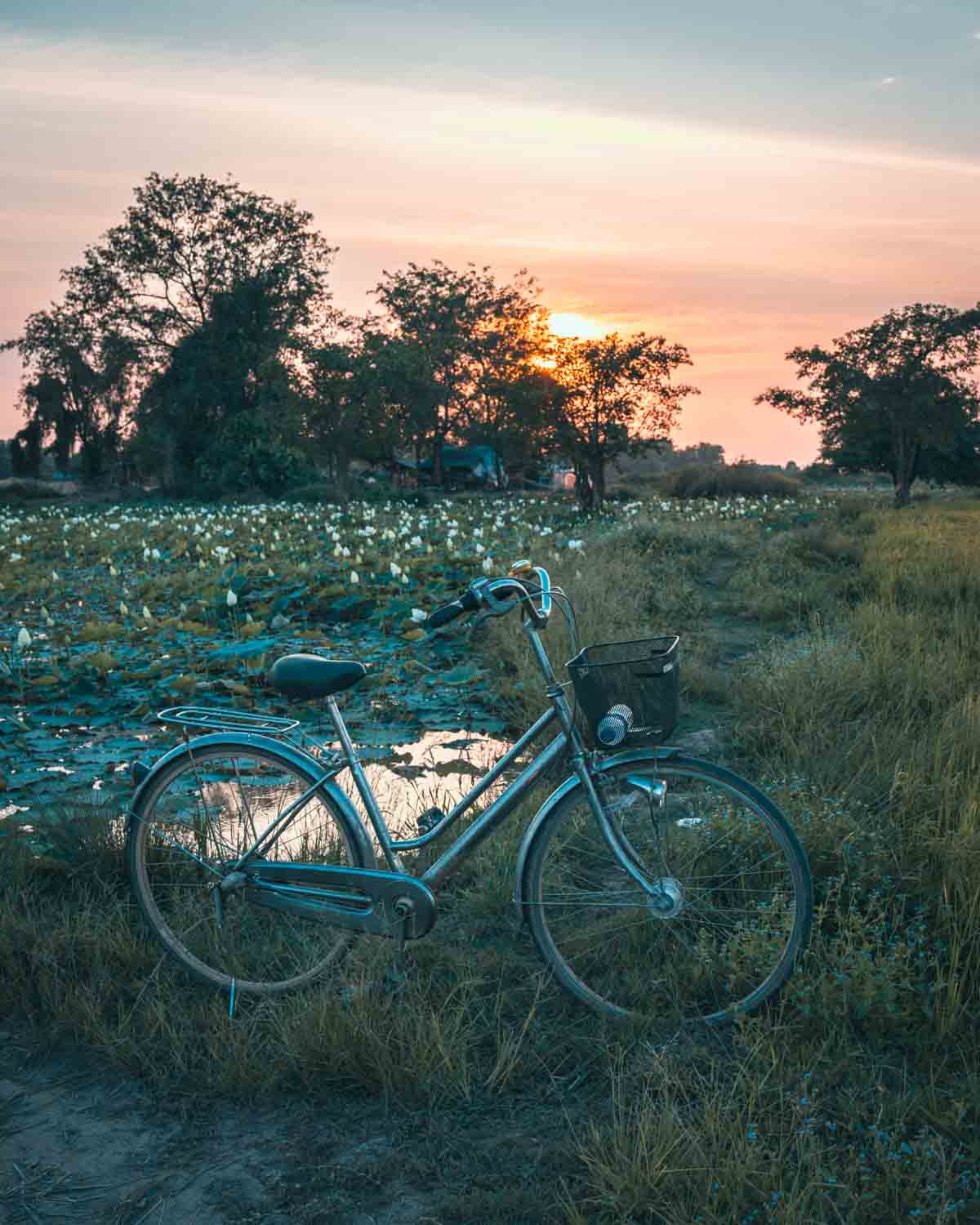 Siem Reap Full-Day Temples & Food Tour Lotus Fields
